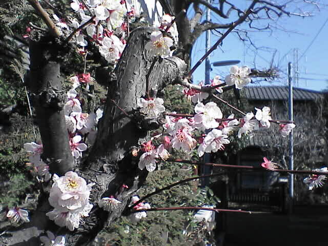 c0069380_16582366.jpg