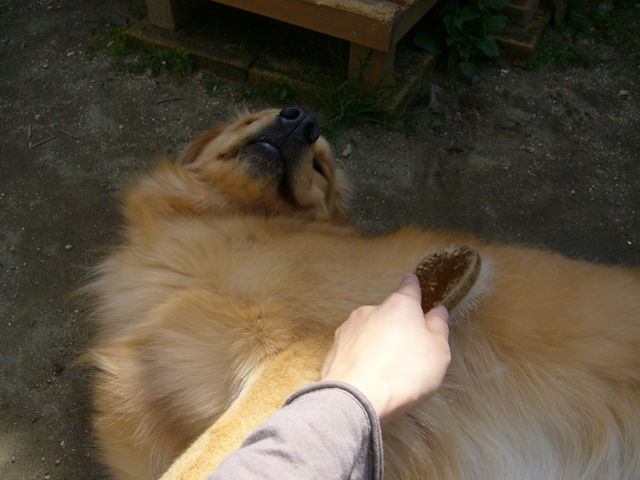 e0161194_11403573.jpg