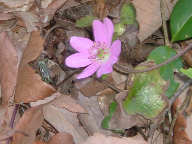 b0044296_10562634.jpg