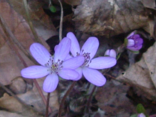 b0044296_1056447.jpg