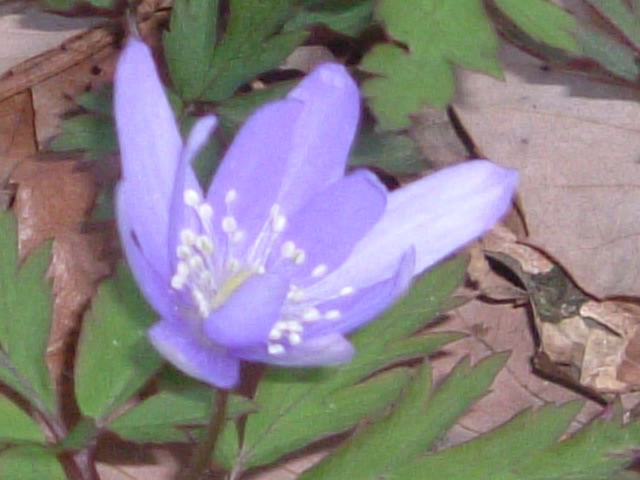 b0044296_1124293.jpg