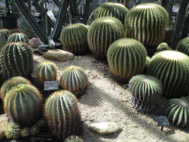 e0123920_1612212.jpg