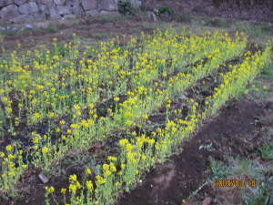 e0121548_20273454.jpg
