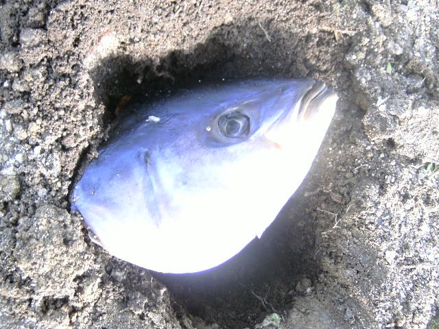e0122952_7485323.jpg