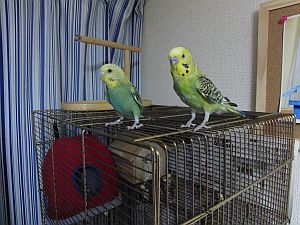 f0196665_0422585.jpg