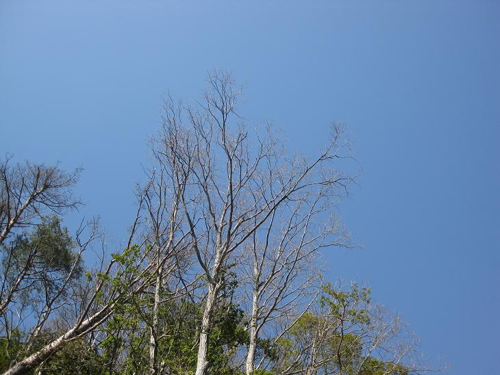 e0151266_20391829.jpg