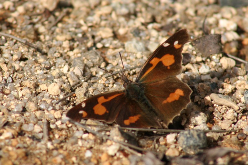 b0088772_8142890.jpg