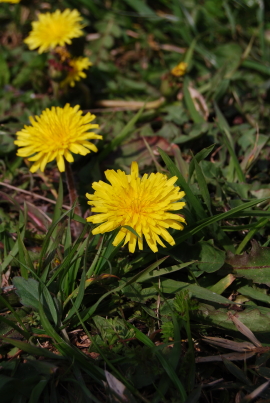 c0092787_8295557.jpg