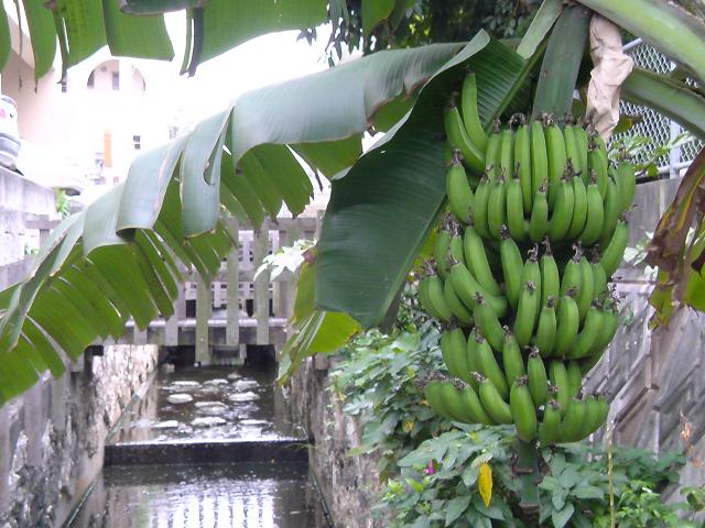 a0074110_0315733.jpg