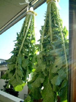 f0043911_091621.jpg