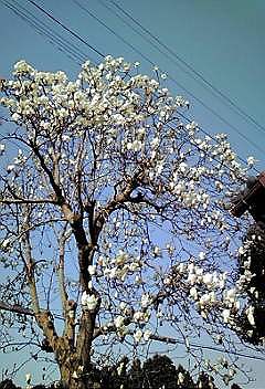 c0145016_09563.jpg