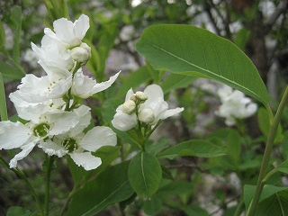 f0139520_20375159.jpg