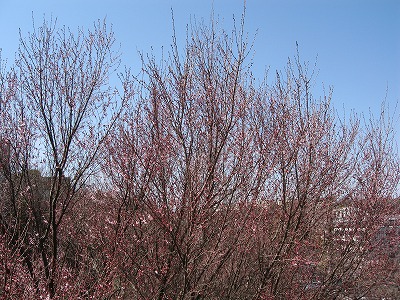 a0111621_181634.jpg