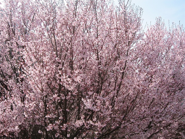 a0111621_18231018.jpg