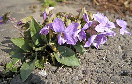 a0001354_21571793.jpg