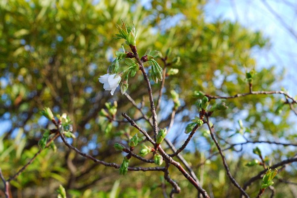 e0020166_8583823.jpg