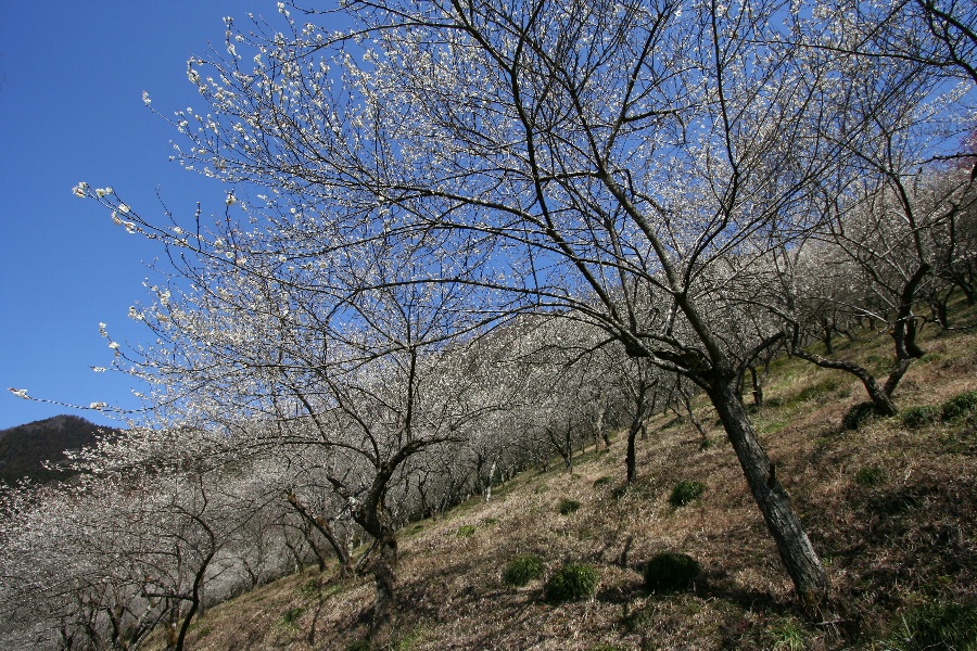 b0084270_20343447.jpg