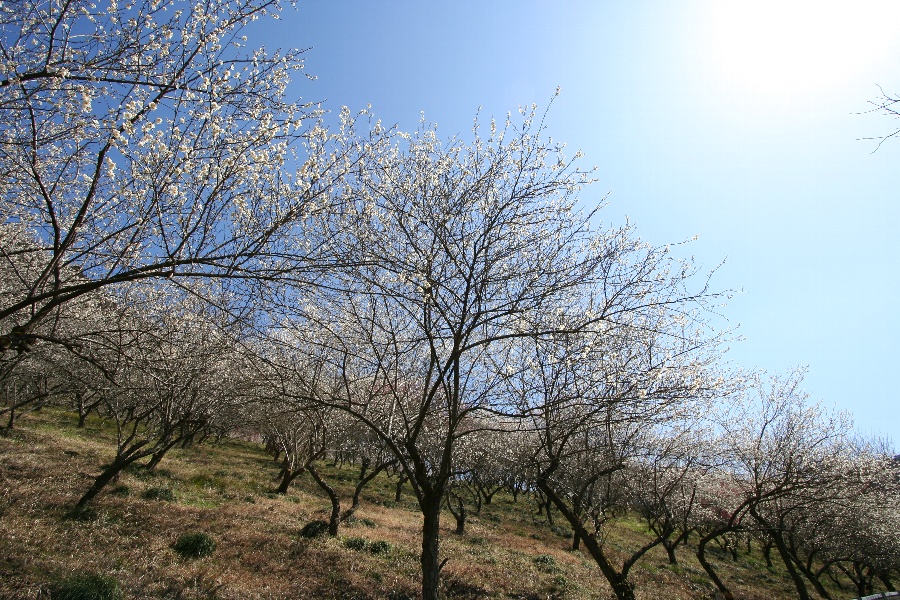 b0084270_2034388.jpg