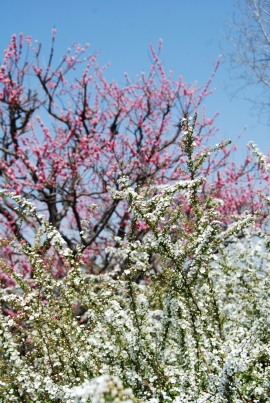 c0092787_7424950.jpg