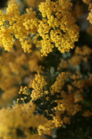 d0133693_22322180.jpg