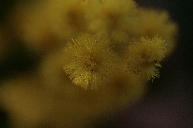 d0133693_2233292.jpg