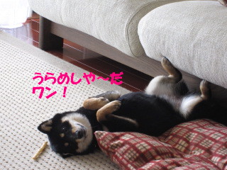 c0185516_11154252.jpg