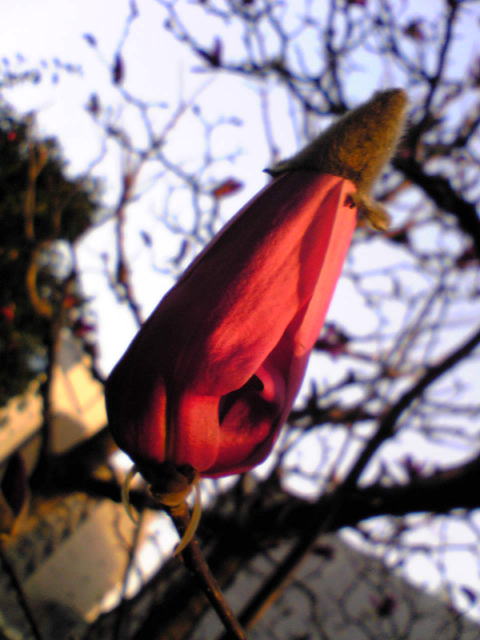 a0021421_12333346.jpg