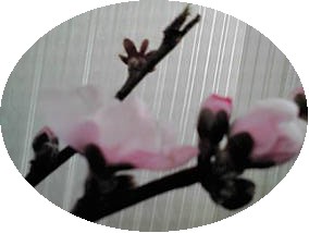 a0098027_1232093.jpg