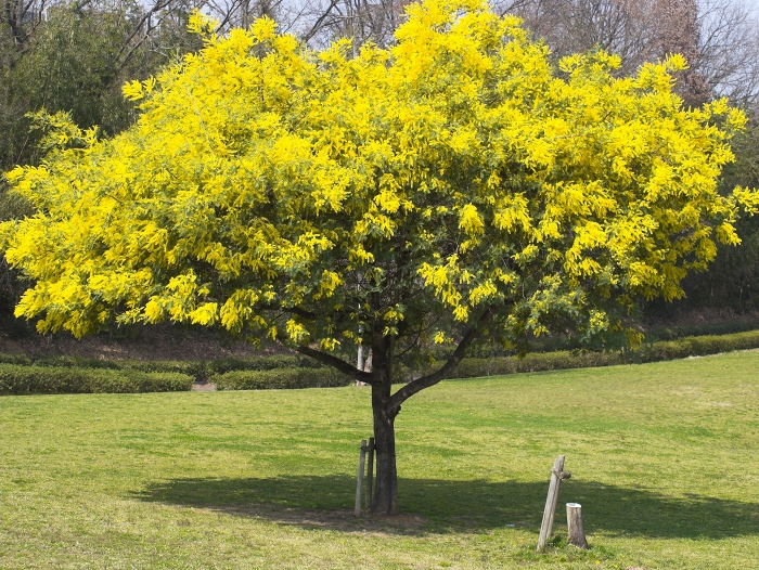 4chika S Photolog 春の公園