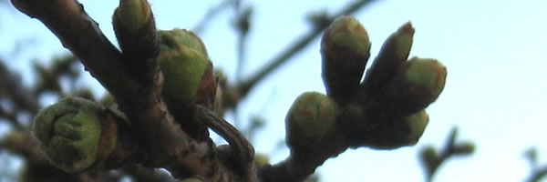 c0062361_214935.jpg