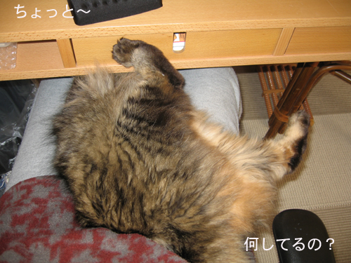 e0057361_1734696.jpg