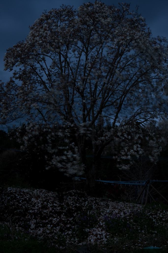 b0032262_820976.jpg