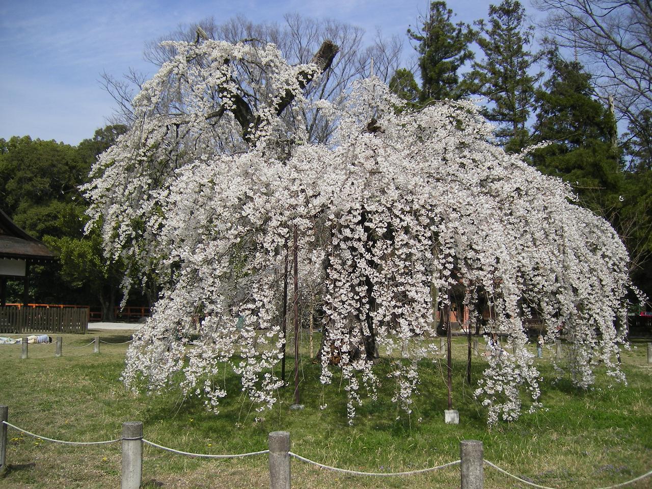 c0164364_2052367.jpg