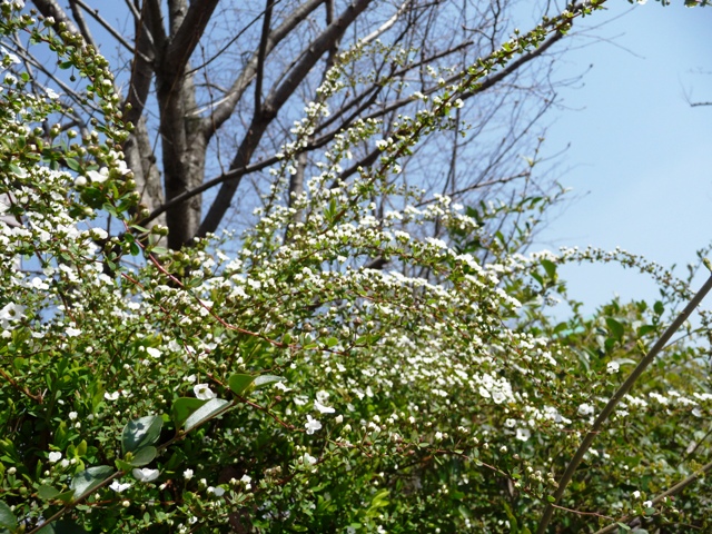 d0042474_20195938.jpg