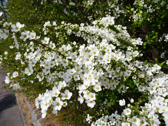 d0042474_20251895.jpg