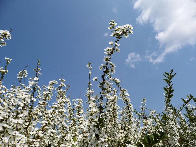 d0042474_20321385.jpg