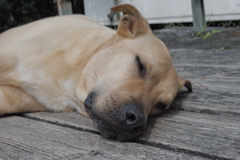 f0004775_71167.jpg