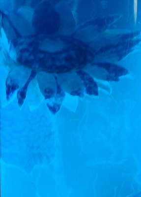 c0105785_176102.jpg