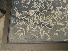 c0121291_05924100.jpg