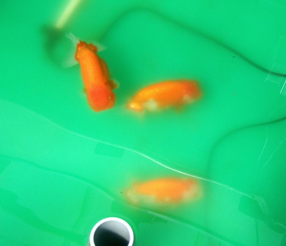 c0020725_1122272.jpg