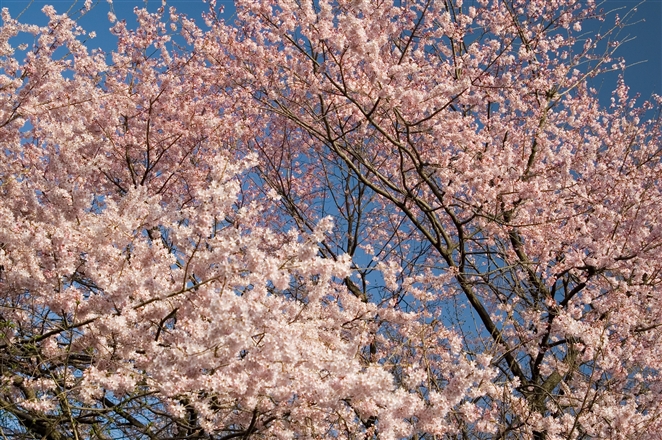 f0040525_1641542.jpg