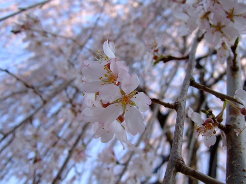 しだれ桜