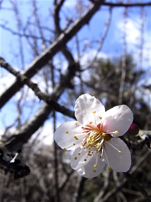 c0003752_1715980.jpg