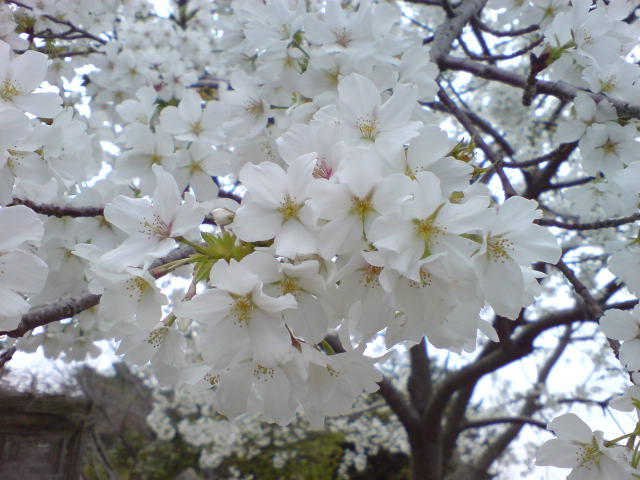 b0046478_235847100.jpg