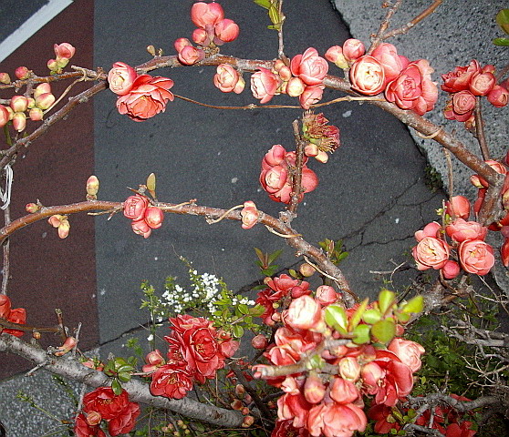 c0138198_14582638.jpg