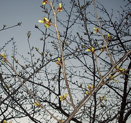 c0138198_1520848.jpg