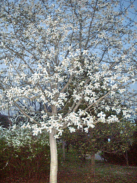c0138198_1543434.jpg