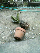 f0127408_2082041.jpg