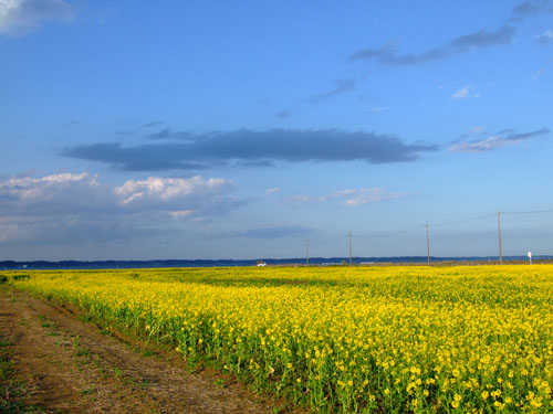 f0147025_0434254.jpg