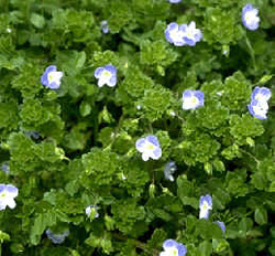 c0188928_16425729.gif